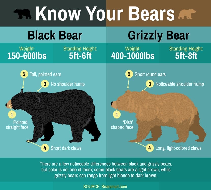 Differences between black bears and grizzly bears graphic, courtesy of BearSmart