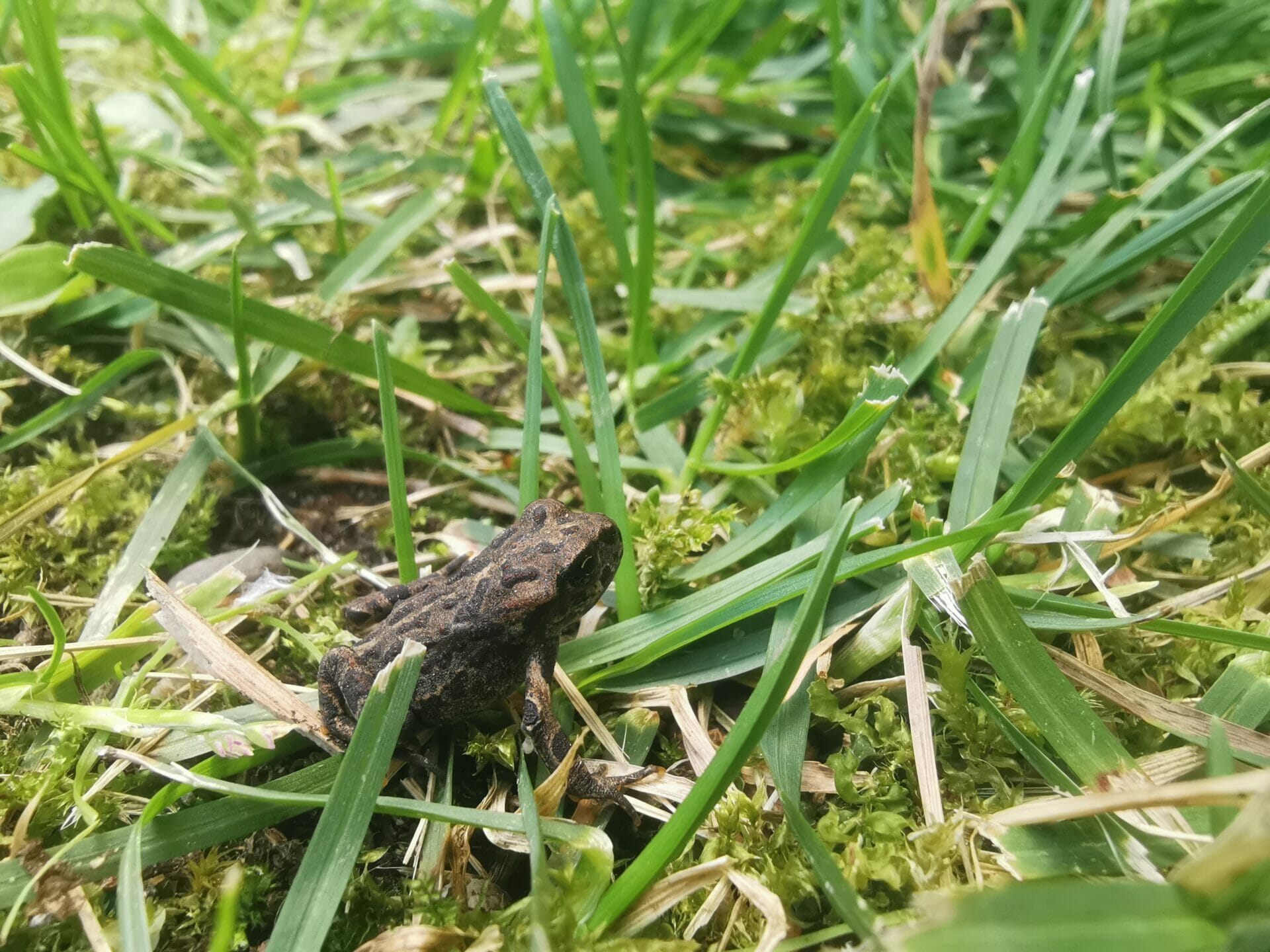 Western Toads