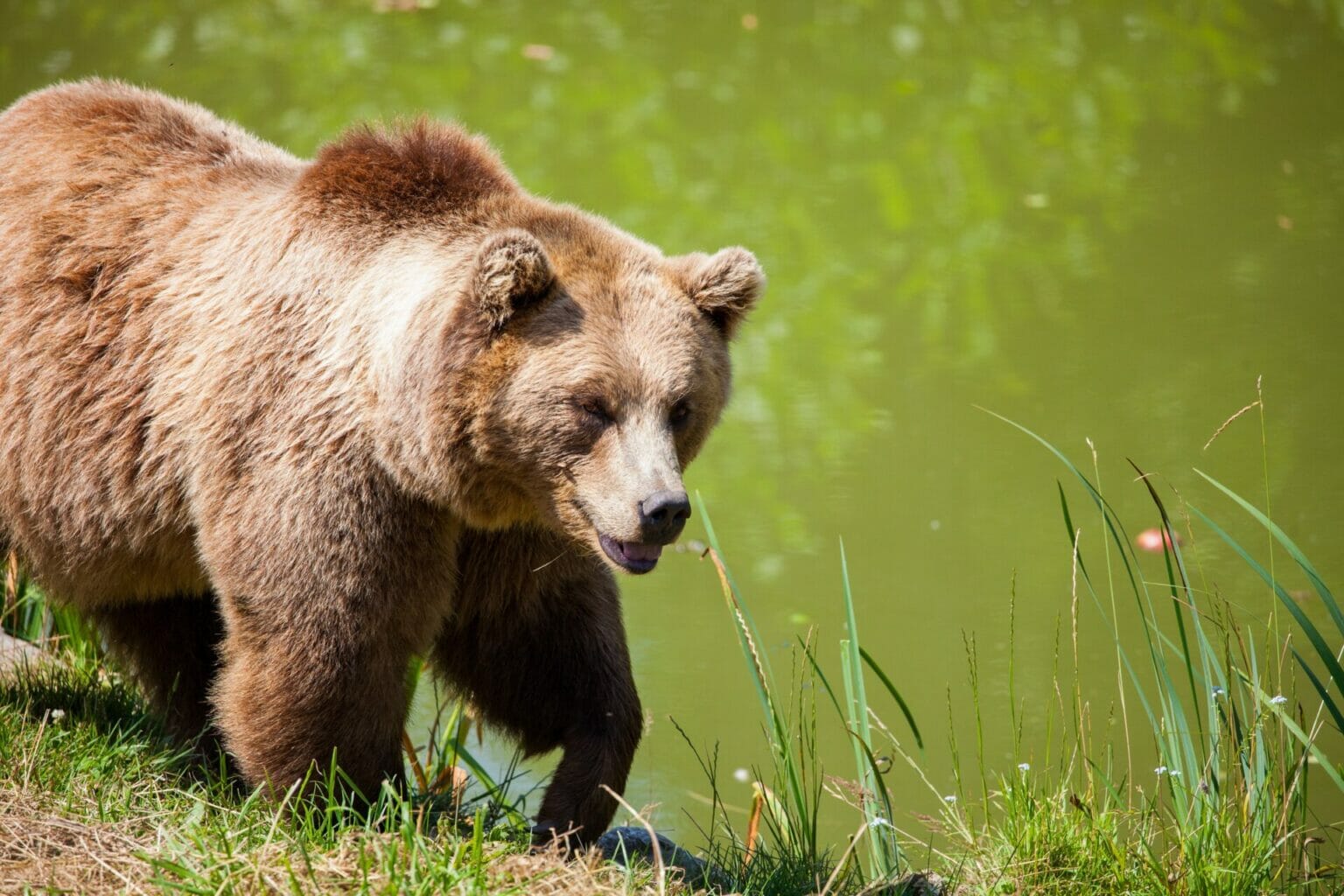 September 2, 2023 – Grizzly Bear In The Rainbow Lake Area | Resort ...