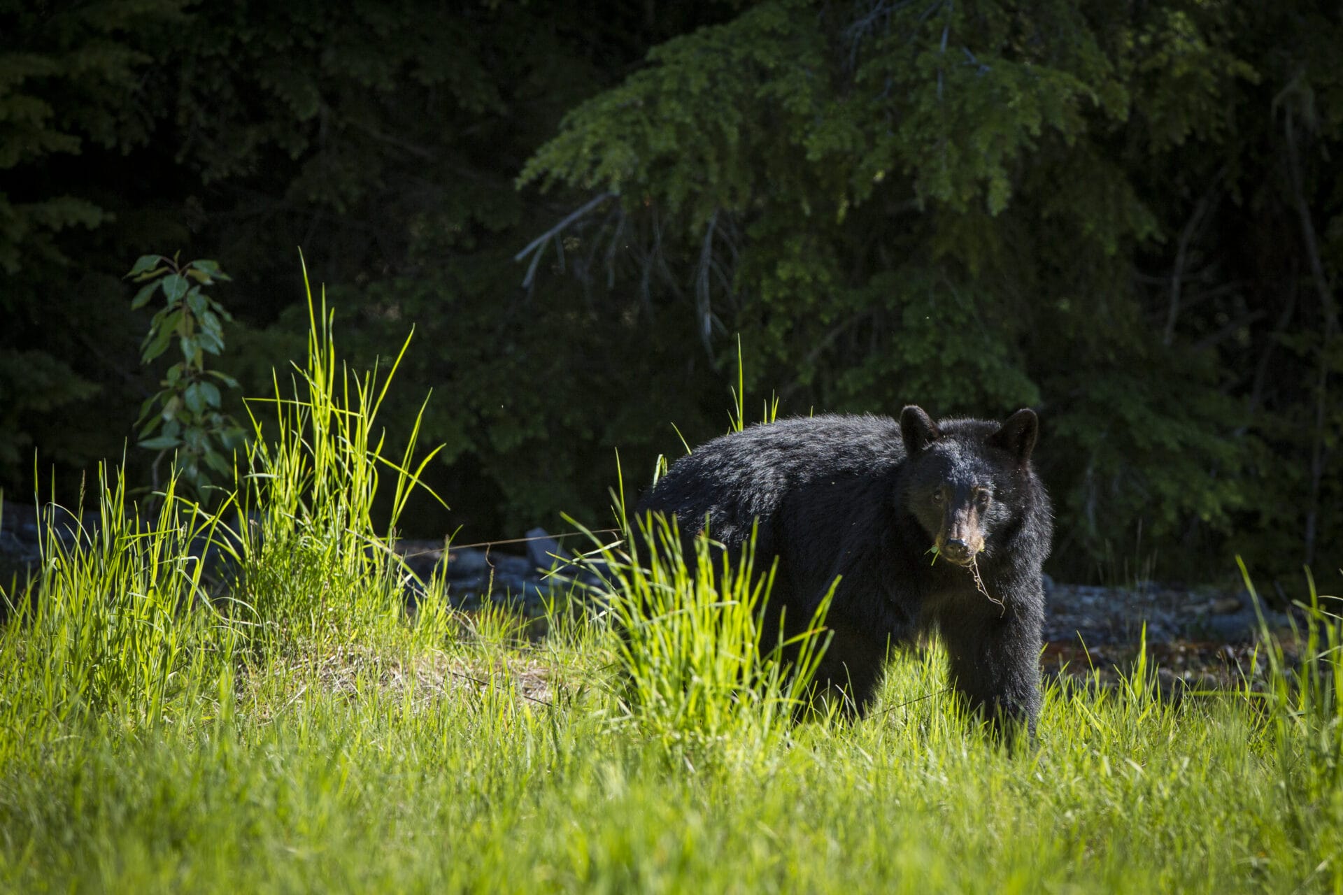 Black bears in Callaghan valley. Photo by Justa Jeskova.