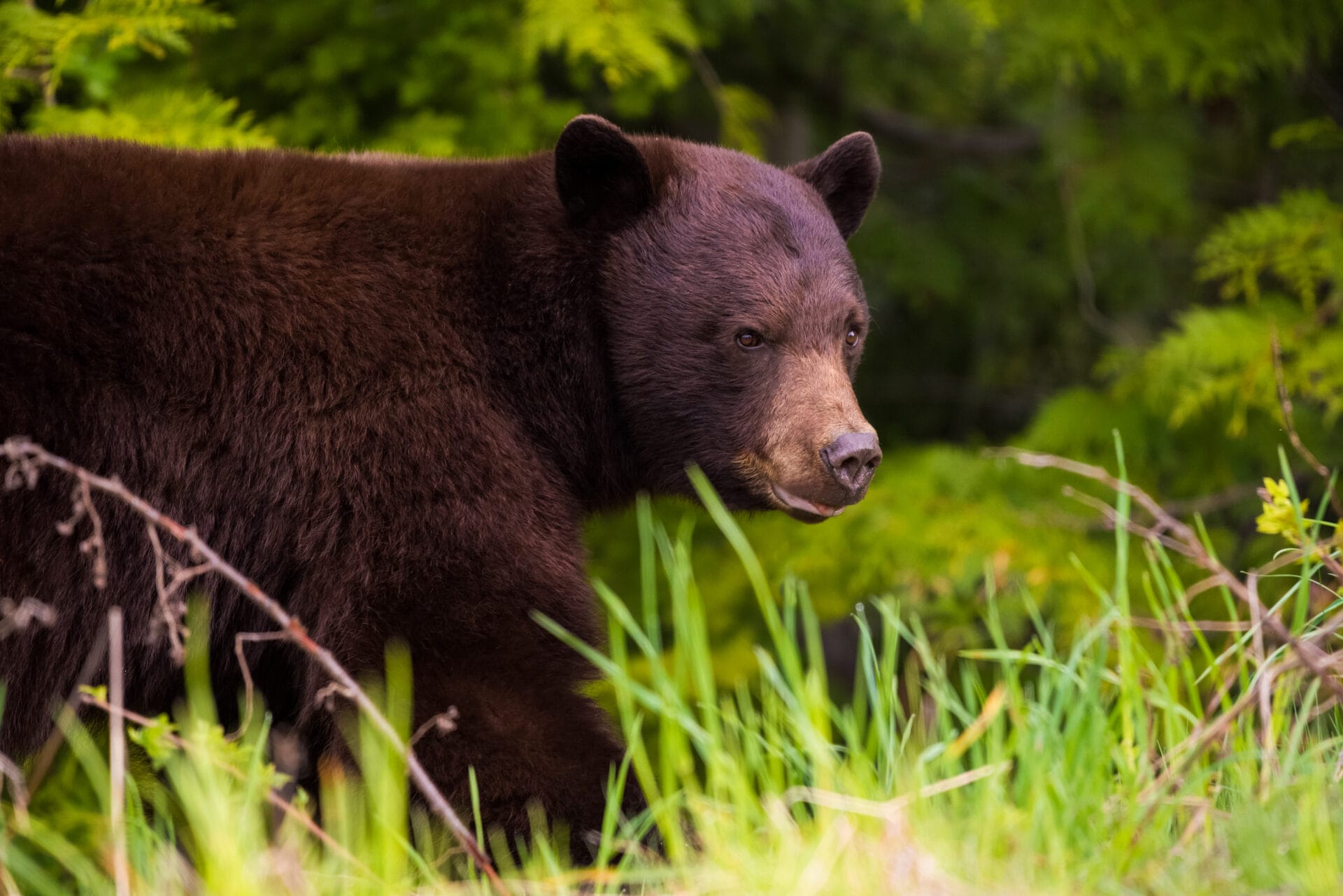 Black bear in Whistler image by Mike Crane Photography