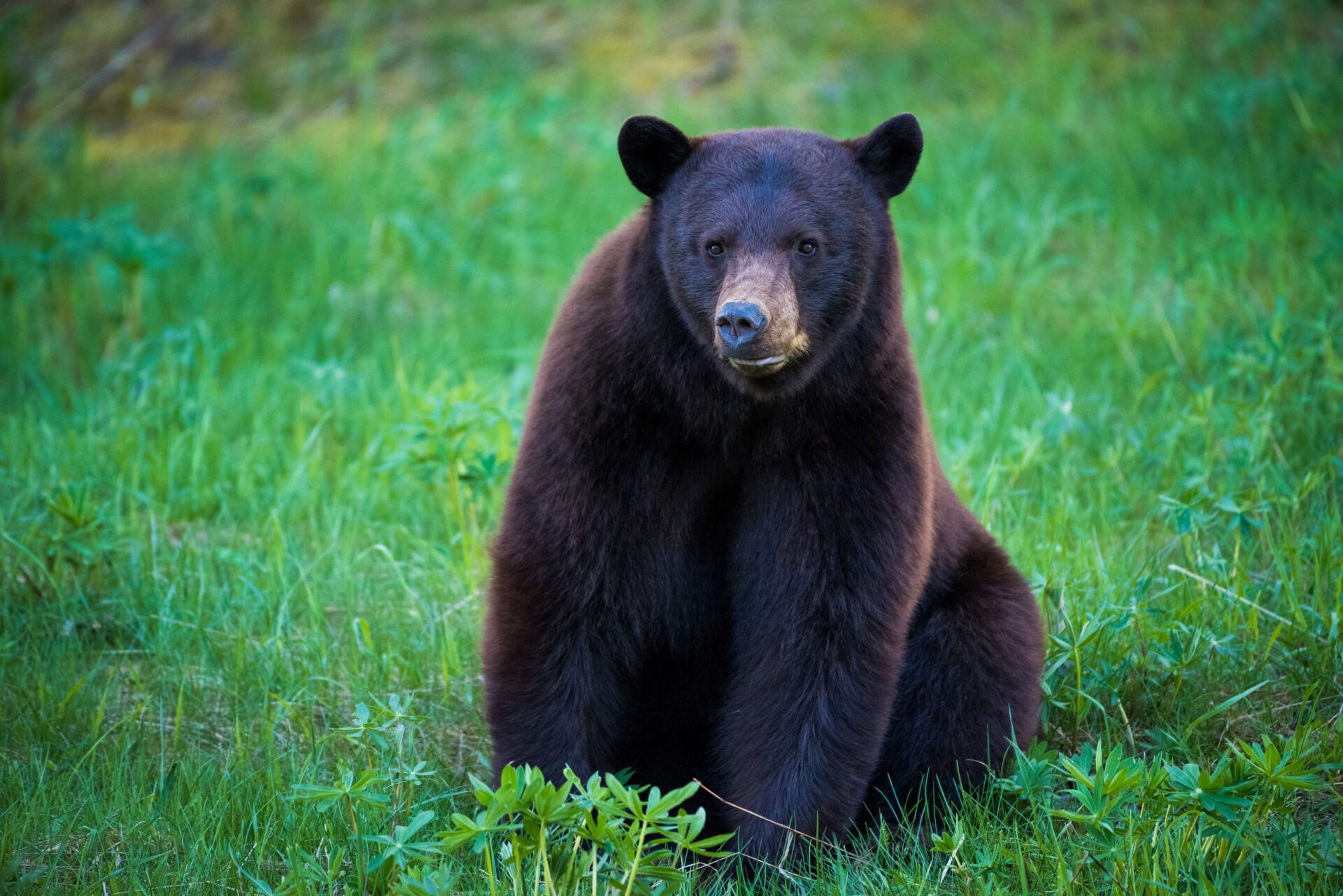 Black bear image by Mike Crane Photography